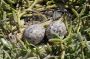 Baja05 - 166 * Heermann's gull eggs